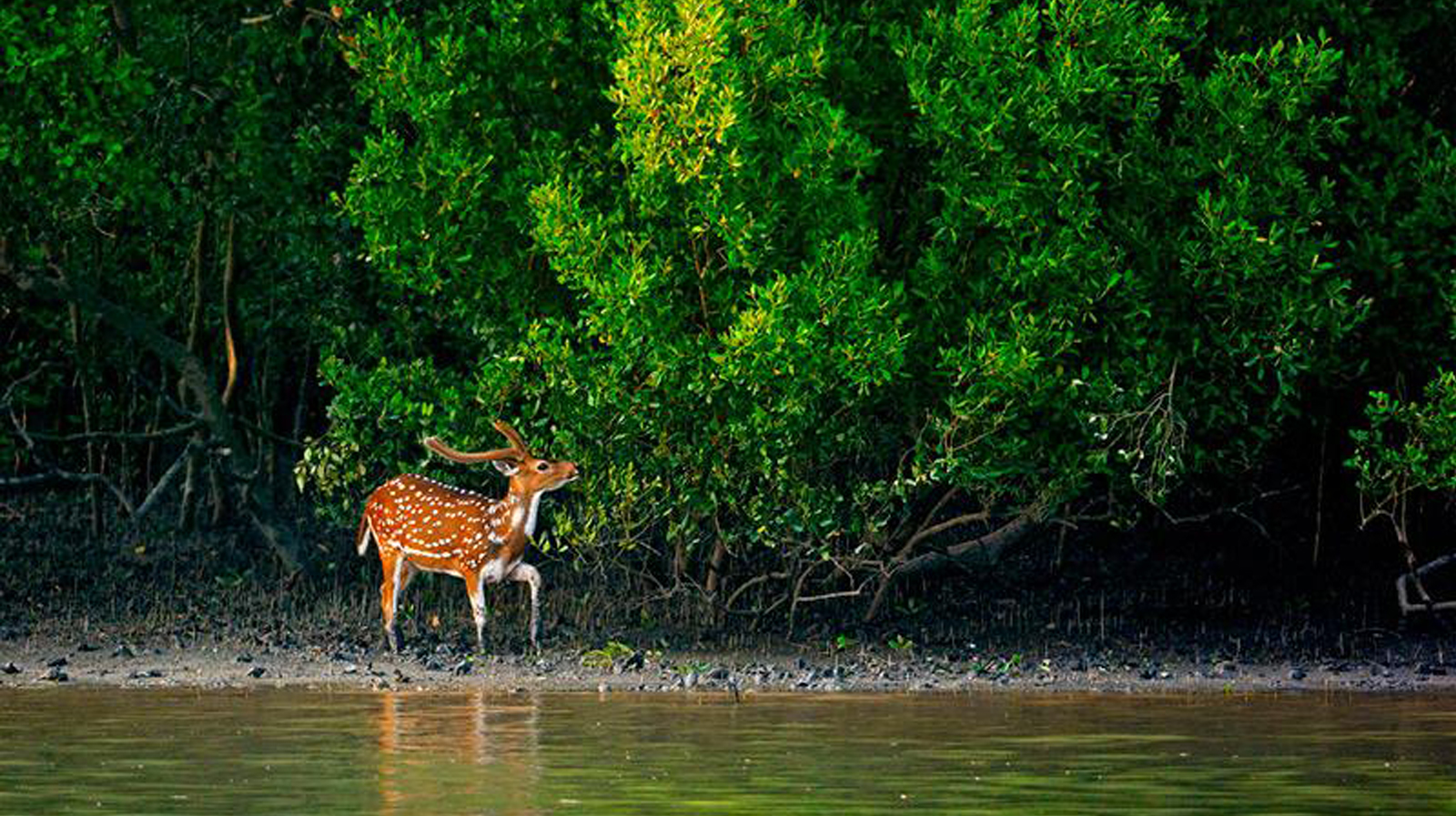 Dishaheen sundarbans tour