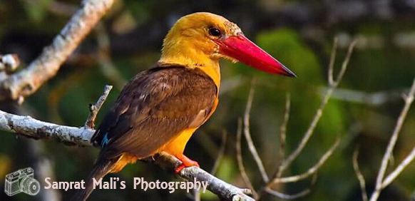 sundarban tour