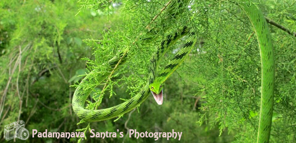 sundarban tour