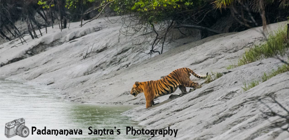 sundarban tour