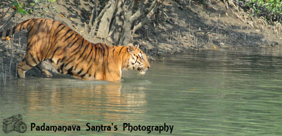 sundarban tour