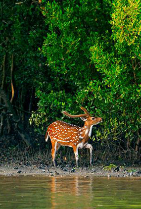 Dishaheen sundarbans tour