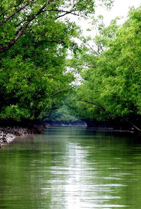 Dishaheen sundarbans tour