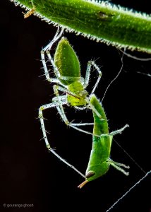 Green lynx spider